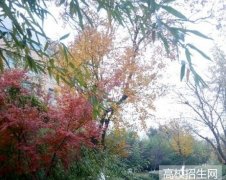 山东师范大学历山学院2019年山东幼师排名解读