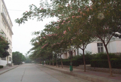 山东英才学院学前教育学院2019有哪些专业及什么专业好