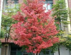 山东师范大学教育学院2019有哪些专业及什么专业好