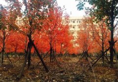 山东师范大学教育学院2019报名时间及报名方式