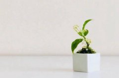 重庆药剂学校2023年分数线