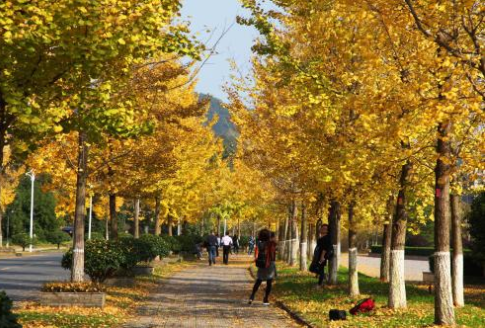 2020年肥城市职业中等专业学校录取分数线是多少
