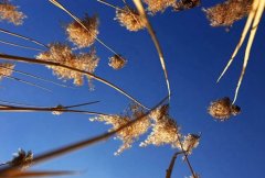 辽宁民族师范高等专科学校