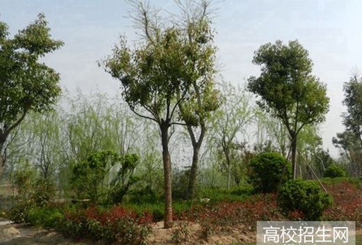 阿坝广播电视大学