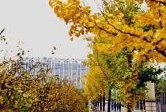 沈阳市艺术幼儿师范学校