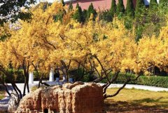 淮北师范大学