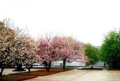 东北师范大学