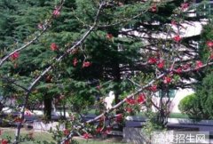 榆林学院