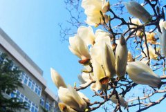 北京信息职业技术学院