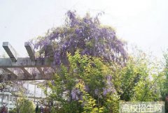 安徽现代信息工程职业学院