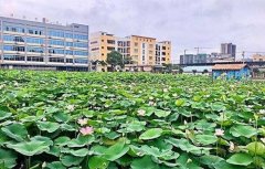 广西钦州农业学校2021年各专业招生计划