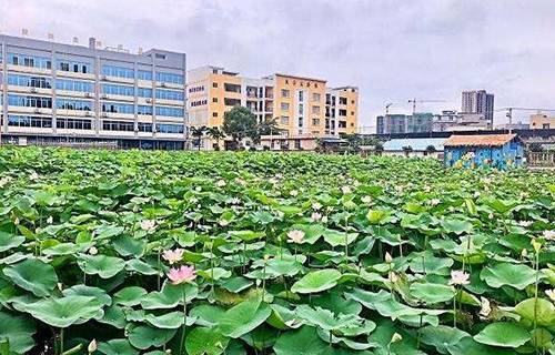 广西钦州农业学校