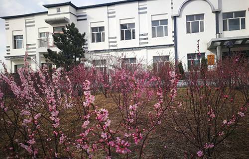 龙江县职业技术教育中心学校图片