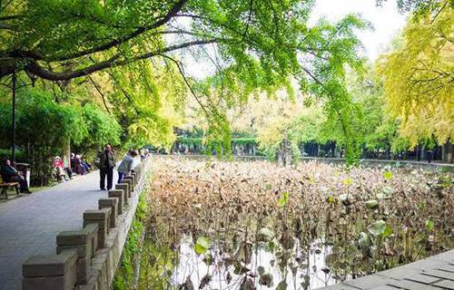 河池市壮文学校图片