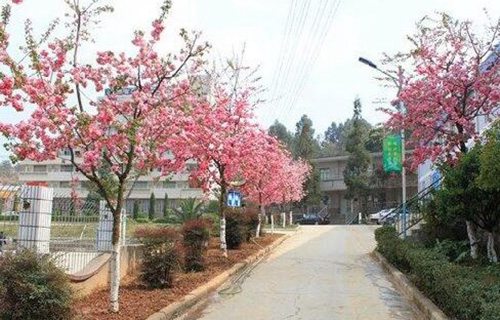 桂林林业学校图片