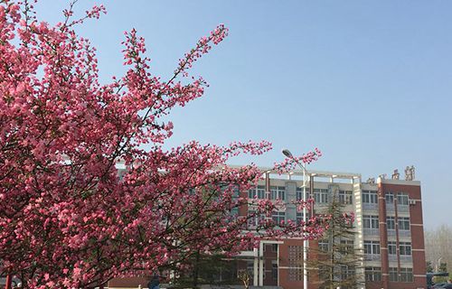 颍上县黄桥镇新庙高级职业中学图片