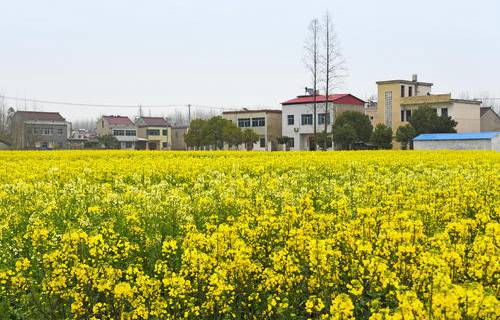 望江县漳湖高级职业中学图片