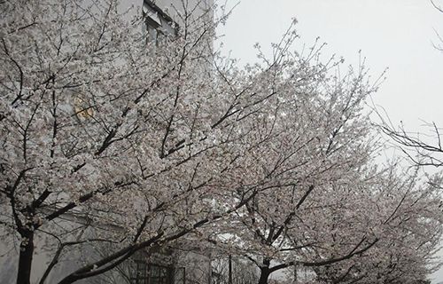 东阳市技术学校图片