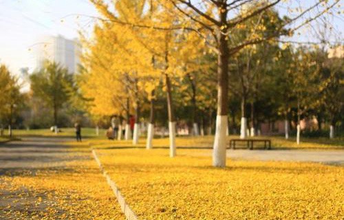 山东梁山县技工学校图片