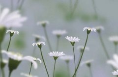 吉林电子信息职业技术学院招生专业有哪些?有电气自动化技术专业吗?