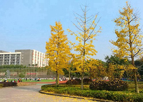 广东排名前八的公办助产学校名单